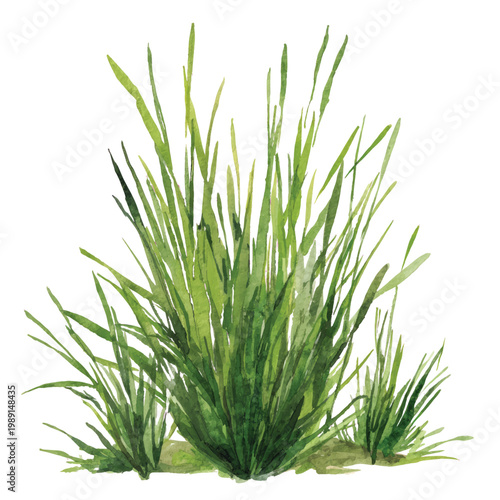 Green grass growing in a clump.