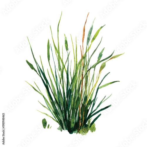 Green aquatic plant with long leaves.