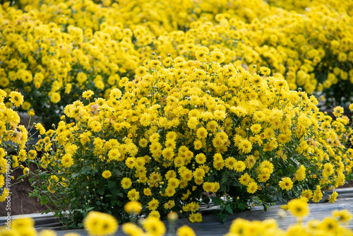 Vibrant clusters of small yellow chrysanthemum flowers blooming densely in a garden bed, creating a bright and cheerful landscape. 