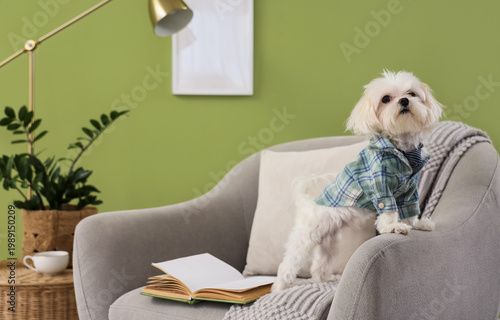 Funny Maltese dog in shirt ...