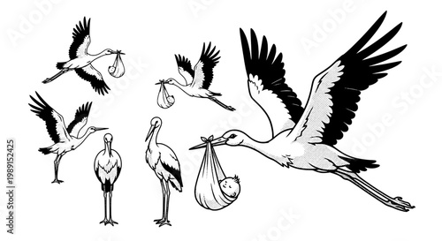 Stork set with various flying and standing poses carrying baby in a cloth bag featuring bird, birds, delivery with newborn and birth elements for