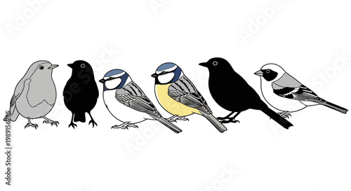 Colorful illustration of six different bird species in a row on white background