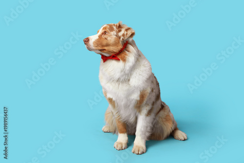 Funny Australian Shepherd d...