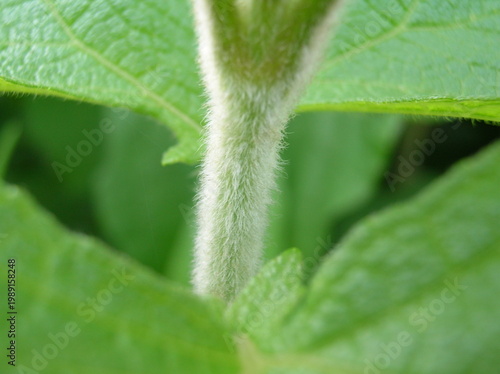Foto Macro detail of a hairy green plant stem with trichomes