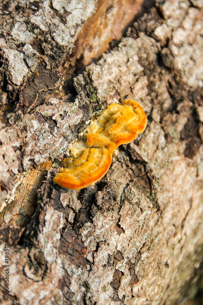 Fototapeta premium Mushrooms grow on a weathered, mossy log