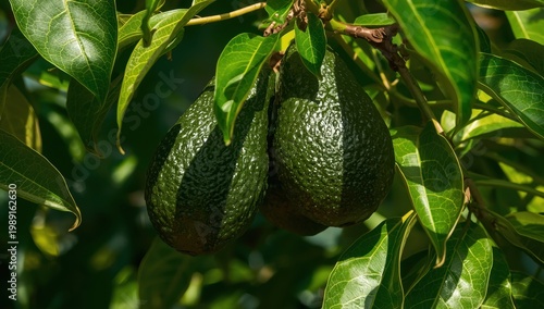 Close-up of avocados nestled among green leaves on the tree.