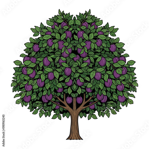 Vector illustration of a lush plum tree full of ripe purple fruits and green leaves, isolated on a white background for gardening and agriculture concepts.