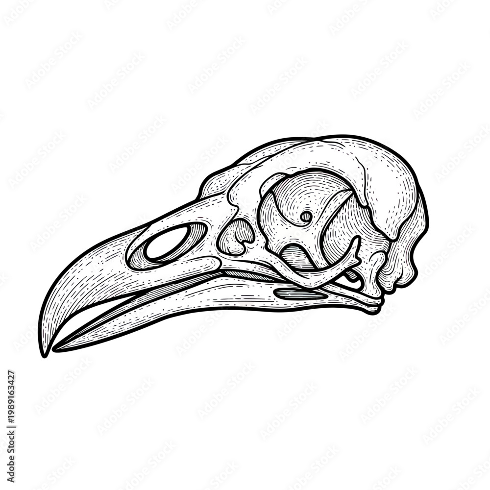 Fototapeta premium Vintage Hand-Drawn Raven Skull Illustration, Anatomical Crow Bone Engraving Style Vector Isolated on White