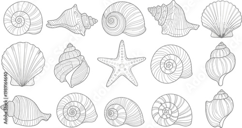 A collection of seashells and a starfish