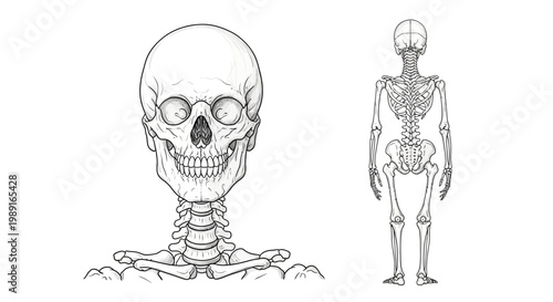 Anatomical Illustration of Human Skeleton, Front View and Posterior View, AQ