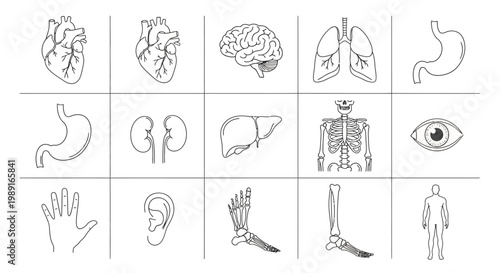 AQ.Ab8RN6IOizin2wmmW2yuDNJII6fj50KZvlueysBqwyGyJ0BN9A Human anatomy outlines; organs, circulatory, respiratory systems, skeleton, and various body parts