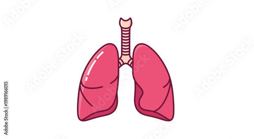 Human Lungs and Trachea Anatomy Illustration, Vector Respiratory System Icon for Medical Healthcare and Education