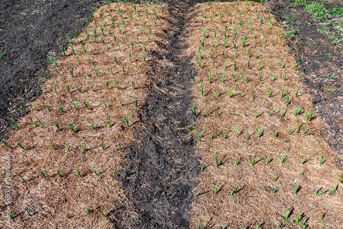 Fresh green sprouts of garlic in a prepared bed in a spring garden.