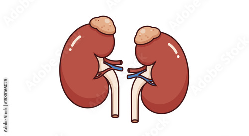 Human Kidney Anatomy Illustration with Adrenal Glands, Vector Cartoon Style Medical Diagram on White Background