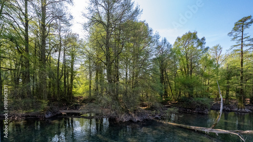Bosco dei Tassodi di Paratico, Lago d'Iseo, Lombardia - Foresta di cipresso calvo in primavera