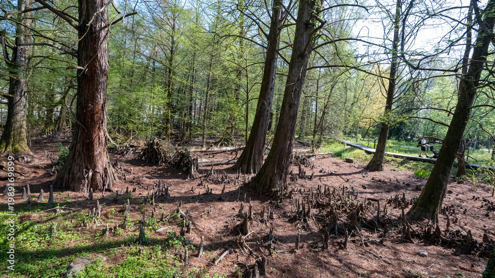 Obraz premium Bosco dei Tassodi di Paratico, Lago d'Iseo, Lombardia - Foresta di cipresso calvo in primavera