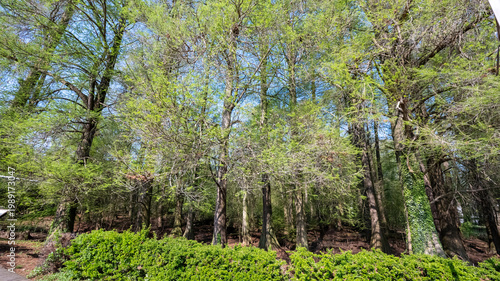 Bosco dei Tassodi di Paratico, Lago d'Iseo, Lombardia - Foresta di cipresso calvo in primavera