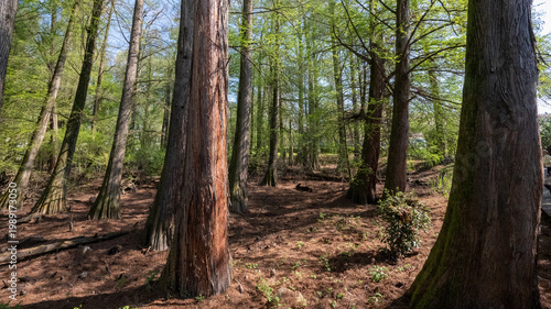 Bosco dei Tassodi di Paratico, Lago d'Iseo, Lombardia - Foresta di cipresso calvo in primavera