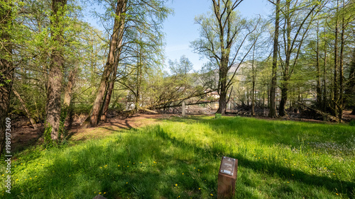 Bosco dei Tassodi di Paratico, Lago d'Iseo, Lombardia - Foresta di cipresso calvo in primavera