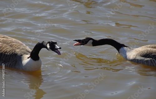 A funny pair of Canada geese with open beaks.