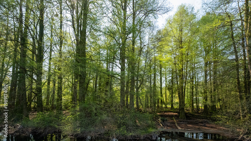 Bosco dei Tassodi di Paratico, Lago d'Iseo, Lombardia - Foresta di cipresso calvo in primavera