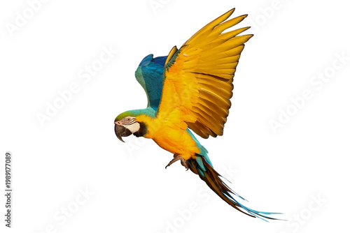 Beautiful Blue and Gold Macaw your wings and fly isolated on transparent background png file
