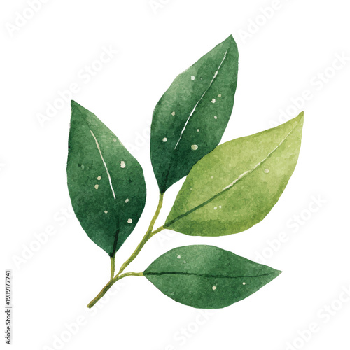 Green leaves with water droplets.