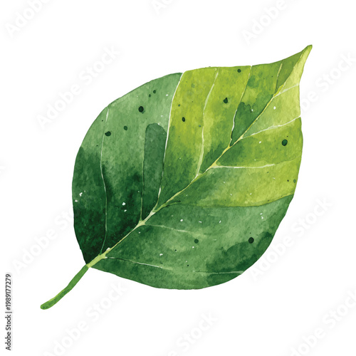 Green leaf with spotted surface.
