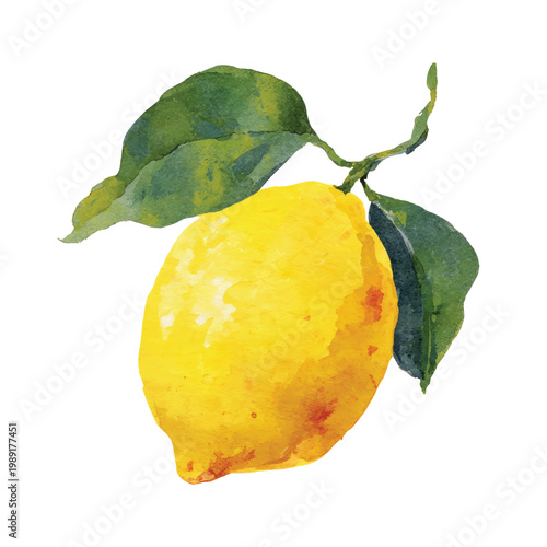 Fresh Lemon Fruit on Tree Branch.