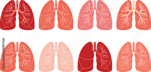 Human Lungs Anatomy Vector Set with Respiratory System Illustrations in Different Styles for Medical Education, Healthcare Design, and Biology Graphics
