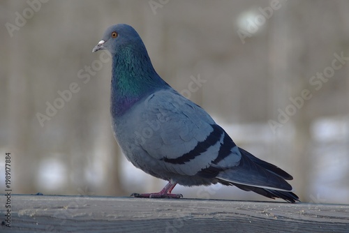 A cute pigeon on a bridge railing.