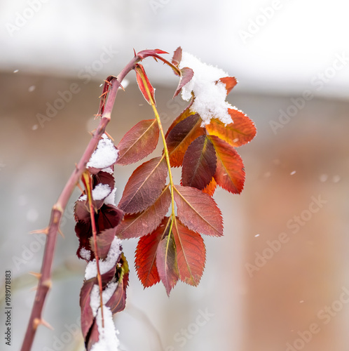 Autumn leaves on a bush branch under the snow on a winter day.