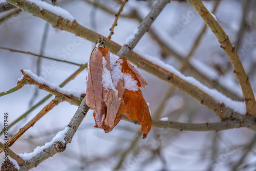 A yellow dry leaf under the snow on a winter day.