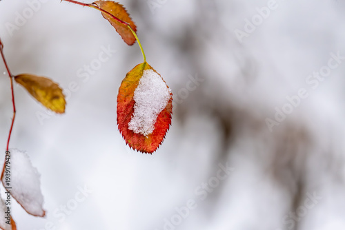 A yellow dry leaf under the snow on a winter day.