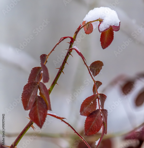 Autumn leaves on a bush branch under the snow on a winter day.