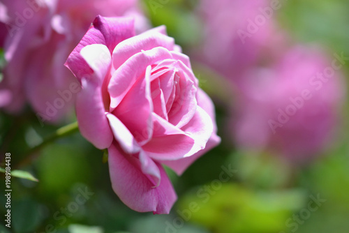 Fotografía 花開くバラ