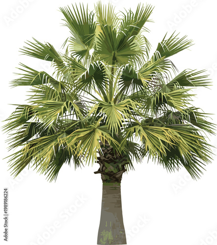 Realistic Fan Palm Tree with Lush Green Fronds and Detailed Textured Trunk Isolated on White Background in Detailed Vector Design for Tropical, Nature and Landscape Concepts