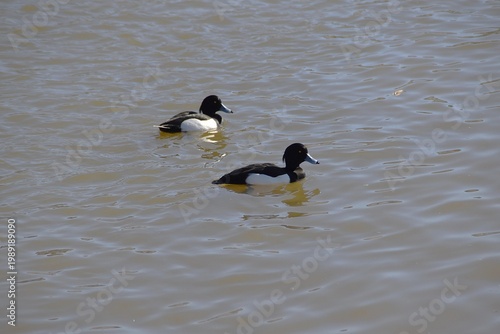 Two male tufted ducks in water.