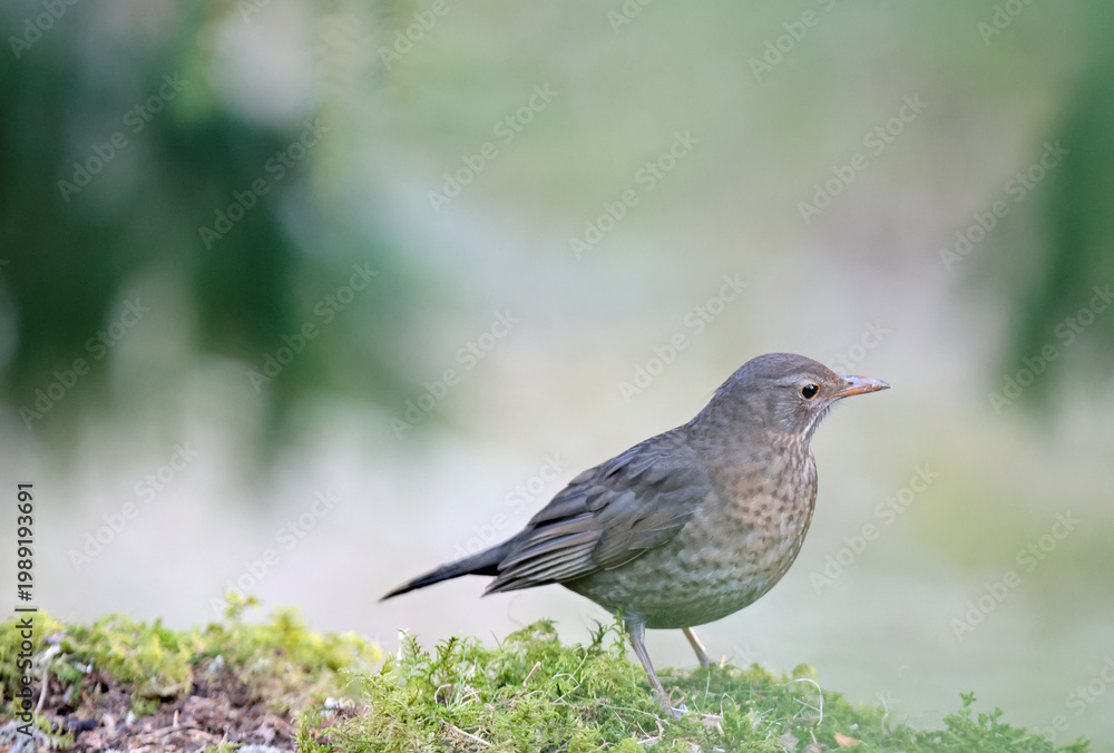 Fototapeta premium Light brown blackbird fe,male standing on moss in a forest