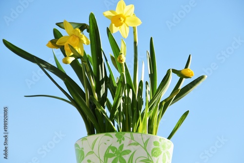 A blossoming daffodil in a flower pot.