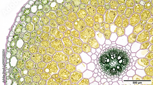 Картината върху платно A microscopic view of a pollen grain with a white flower