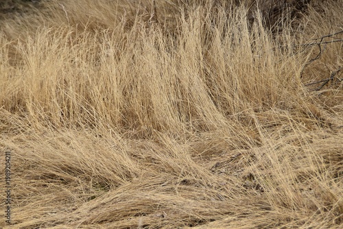 Dry gold colored grass in early spring.
