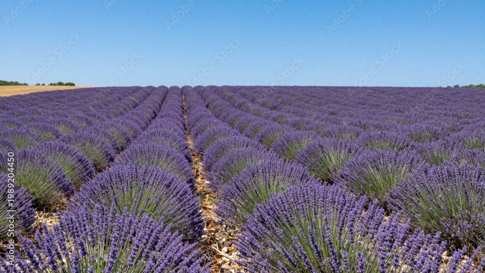Fototapeta premium Lavender plants forming long rows in rural field landscape