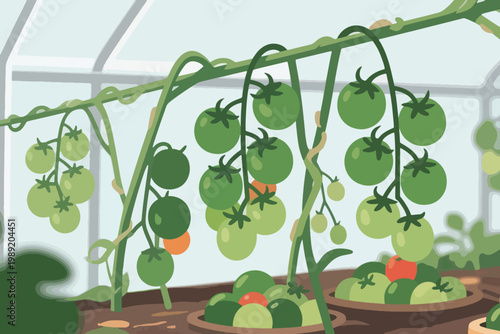 Cartoon tomato plants in greenhouse with clusters of green and ripening red fruits under sunlight.