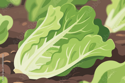 Cartoon napa cabbage with green leaves and white veins growing in moist garden soil.
