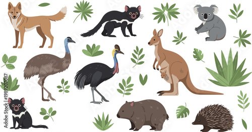 Cute vector collection of native Australian wildlife featuring kangaroo koala wombat emu cassowary and dingo with green leaves.