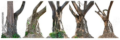 The banyan tree has roots that hang down and wrap beautifully around the trunk isolated on white background, clipping path included.