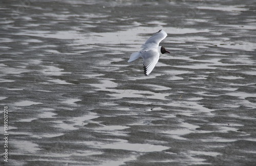 A black-headed gull is flying above a frozen sea in early spring.