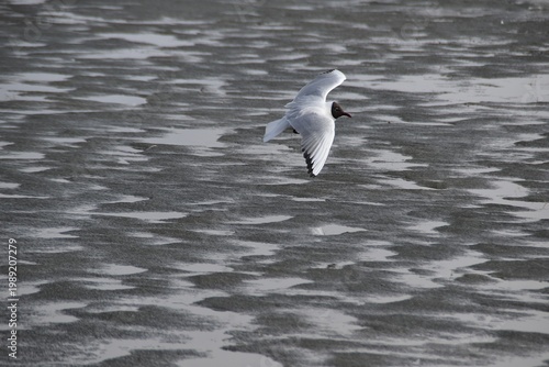 A black-headed gull is flying above a frozen sea in early spring.