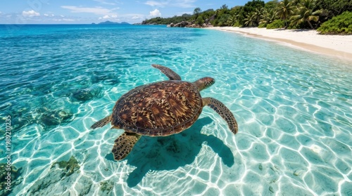 Sea turtle swimming in crystal clear turquoise water near a tropical beach